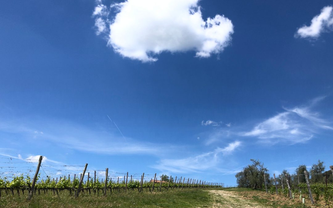 sustainability - Villa di Sotto