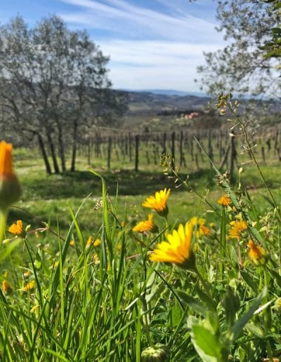 Panzano in Chianti - Villa di Sotto